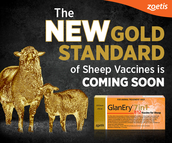 Saleyard SA Livestock Exchange sheep LIVEstock Pricing